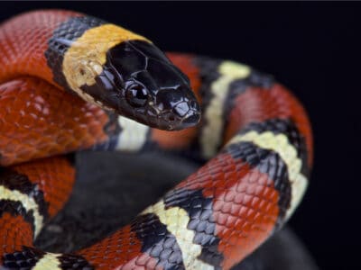 A 10 Black Snakes in Utah 