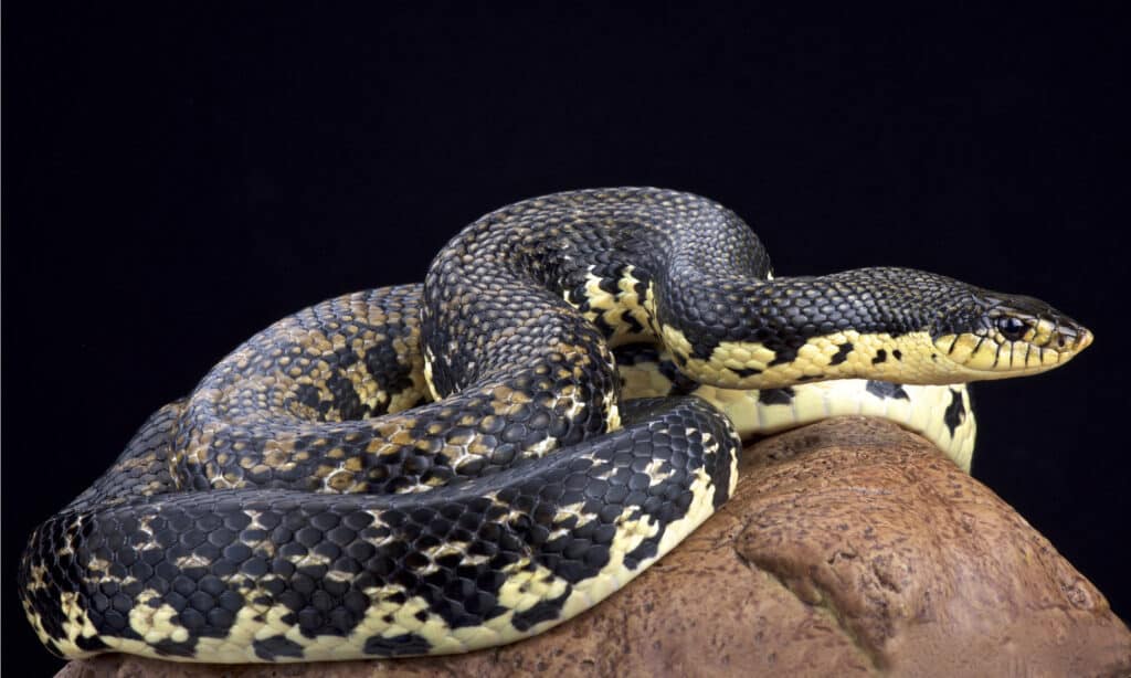 madagascar giant hognose snake
