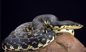 Discover the Largest Hognose Snake Ever Recorded photo