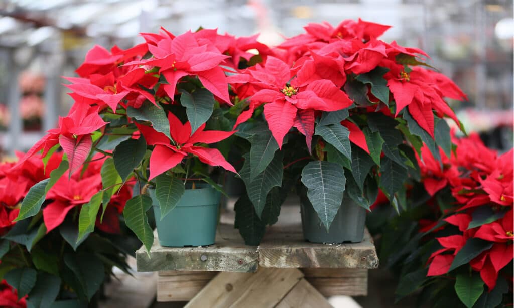 are poinsettia poisonous to cats and dogs