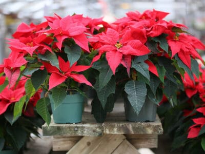 A How Often Do You Water Poinsettias? 9 Critical Tips for a Thriving Plant (Even After the Holidays)