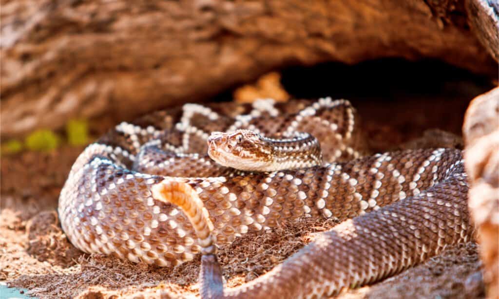 10 Snakes of the Amazon River