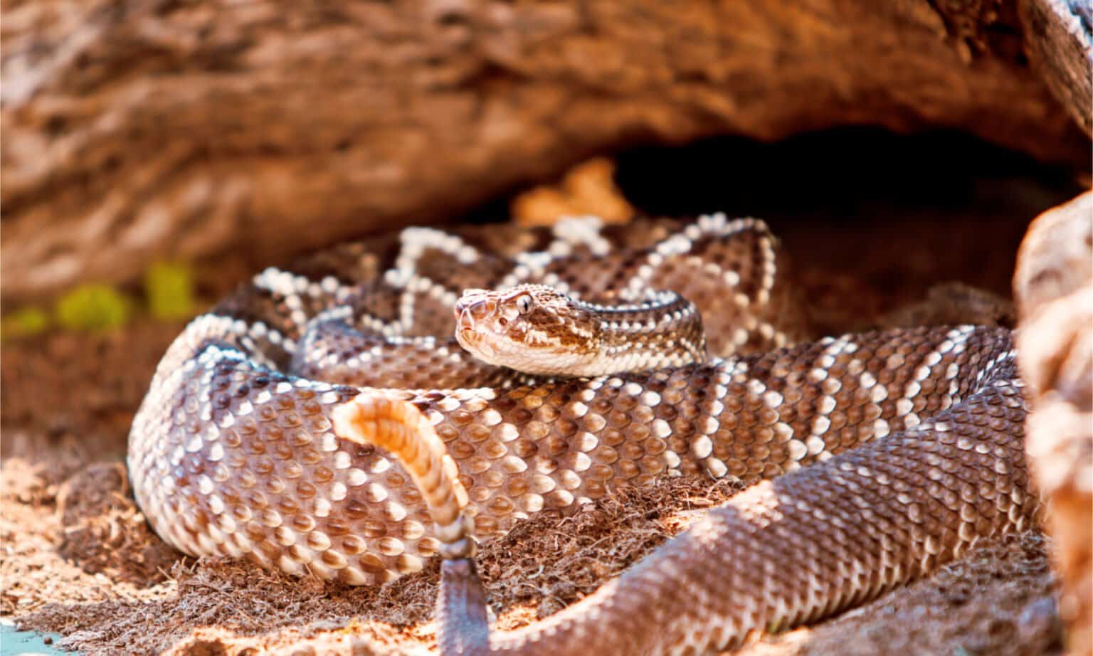 Rattlesnake Size Comparison: Just How Big Do the Different Types Get ...