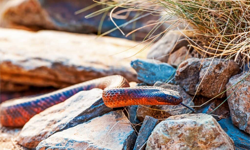 Collett’s snake in rock outcrop