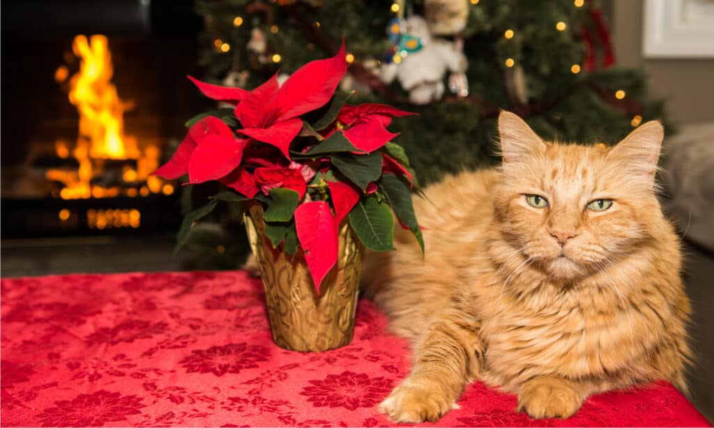 are poinsettia poisonous to cats and dogs