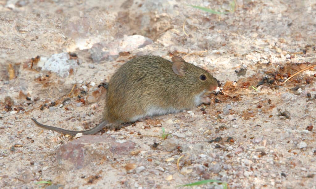 White-throated woodrat