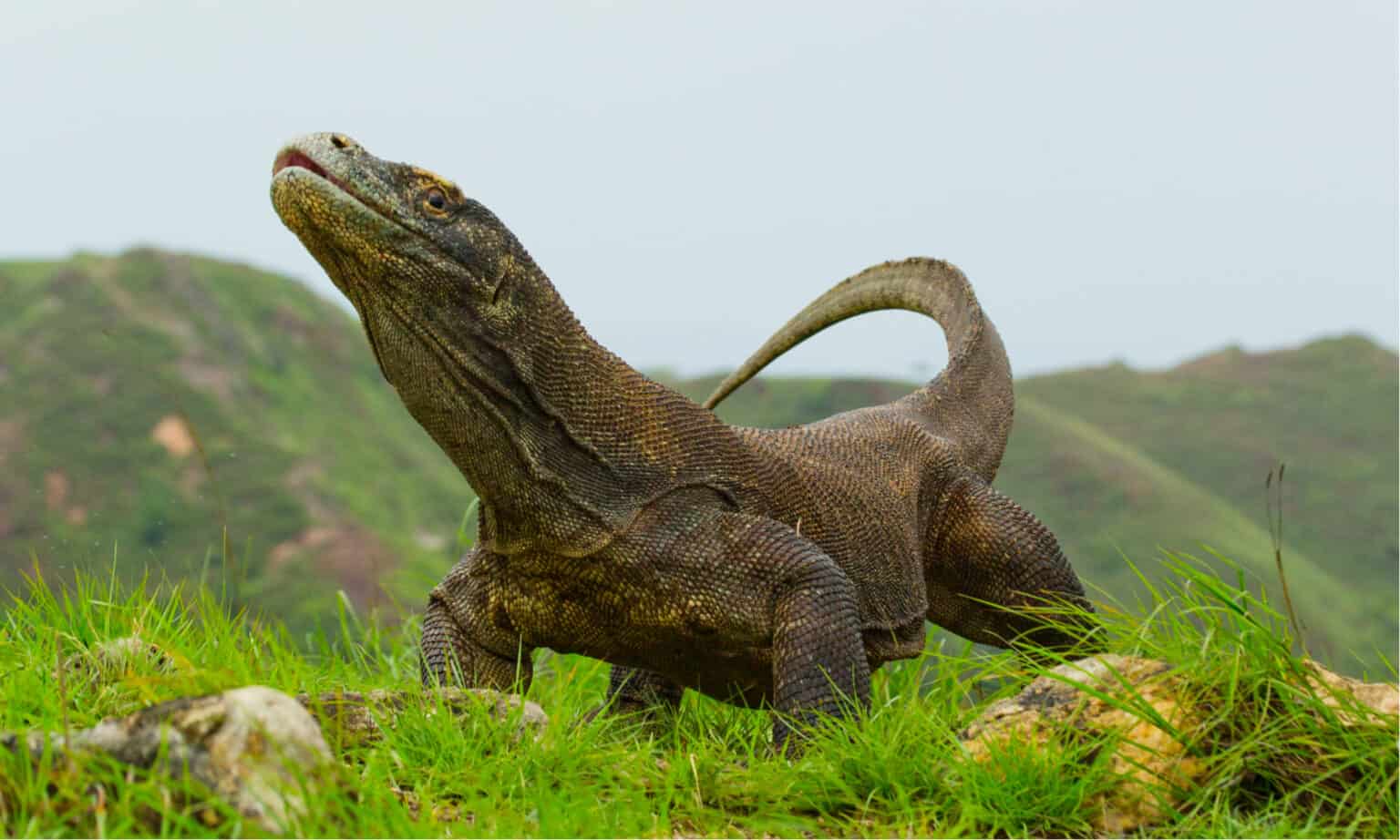Komodo Dragon Animal Facts Varanus Komodoensis A Z Animals