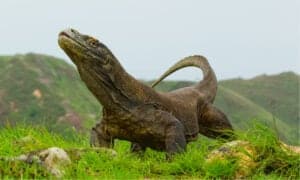 Watch A Crocodile Try To Death Roll A Komodo Dragon photo