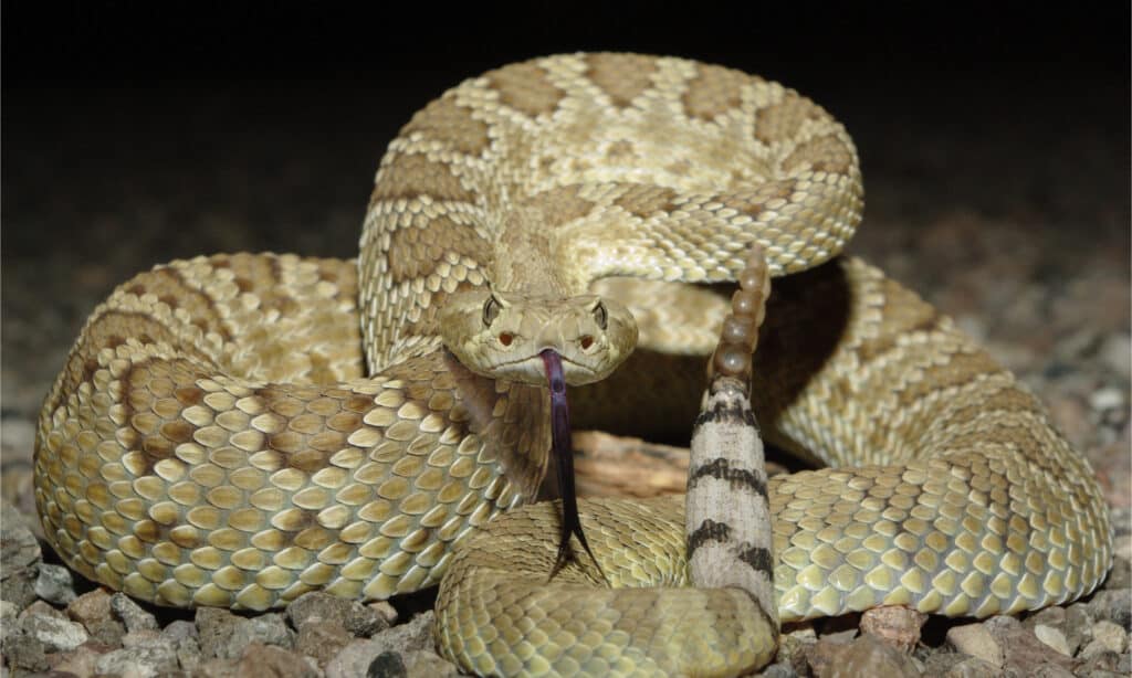 Aruba rattlesnake