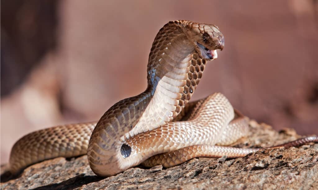 Most deadly snake bites - Cape Cobra