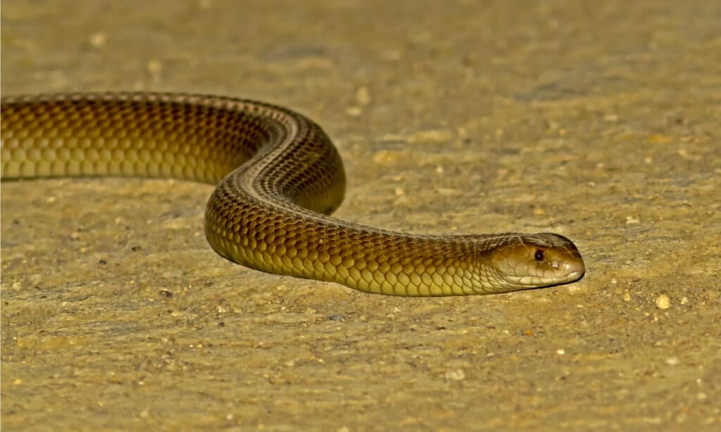 mulga snake