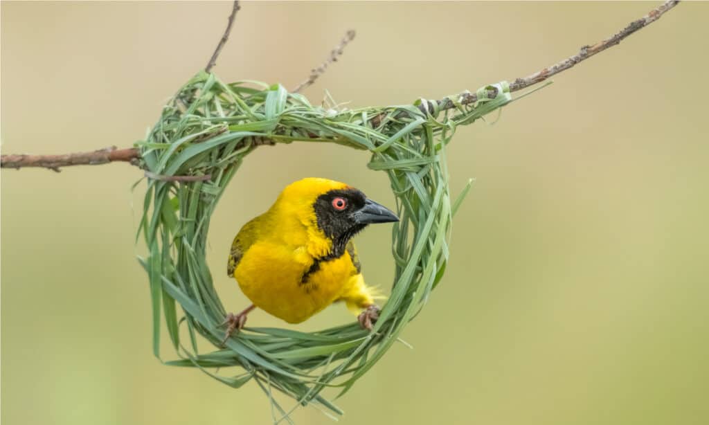 weaver bird