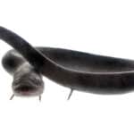 Amphiumas (this genus)