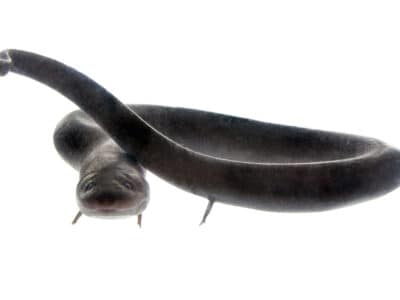 A Congo Snake