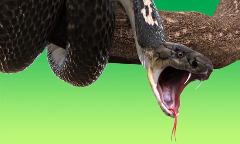 King Cobra in Treen Branc