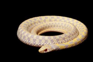 Garter Snake vs Copperhead: How are they different? Picture