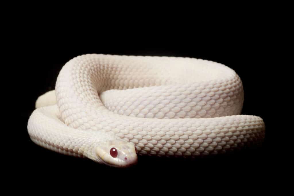 Discover 12 White Snakes - AZ Animals