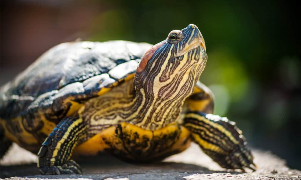 full grown red eared slider turtle