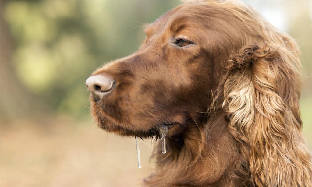 Drooling dog