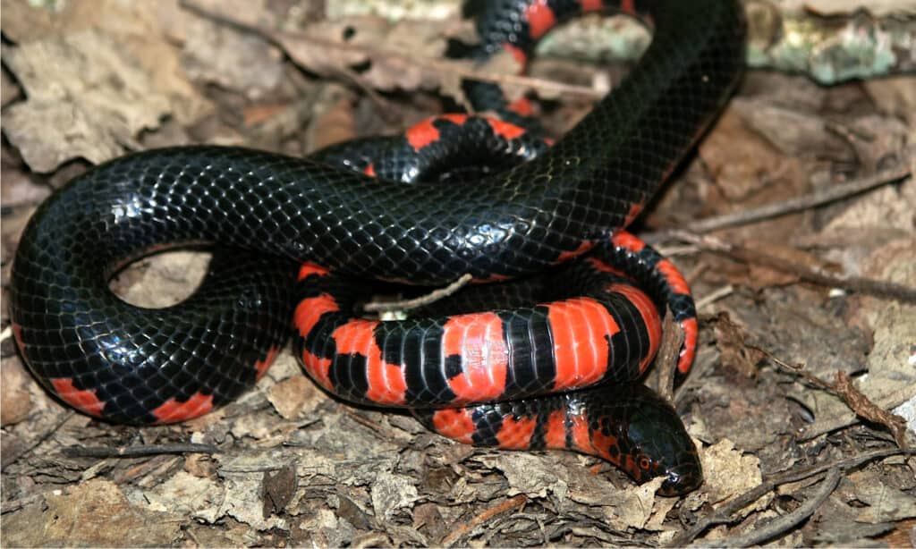 mud snake