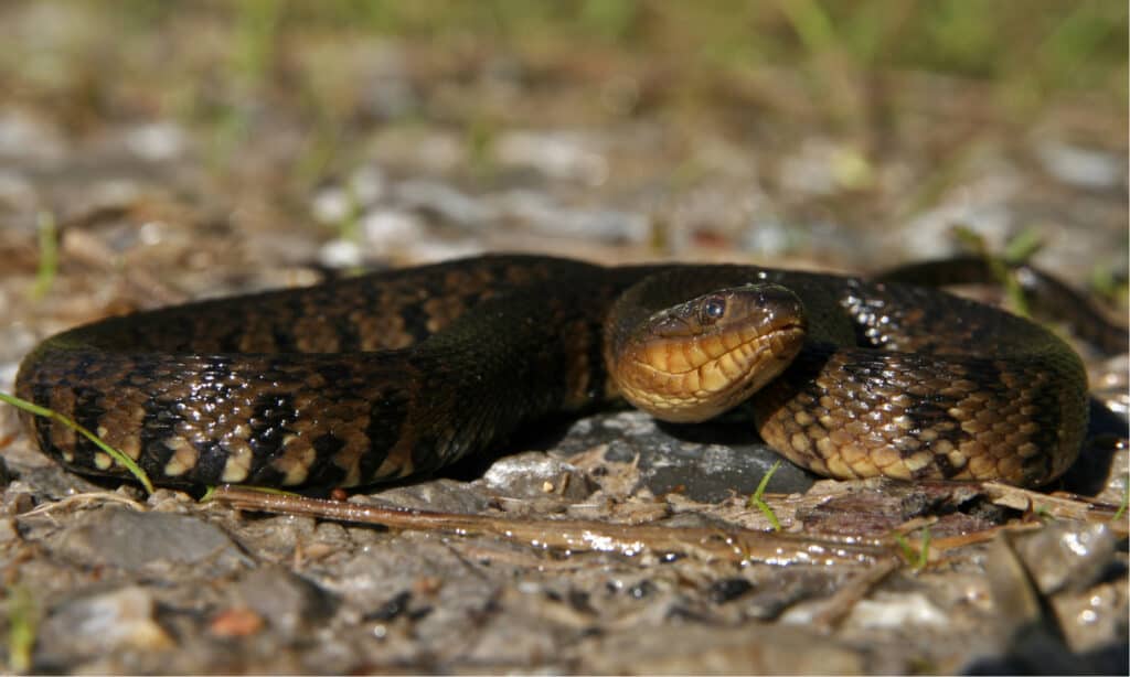 Serpent d'eau vert du Mississippi