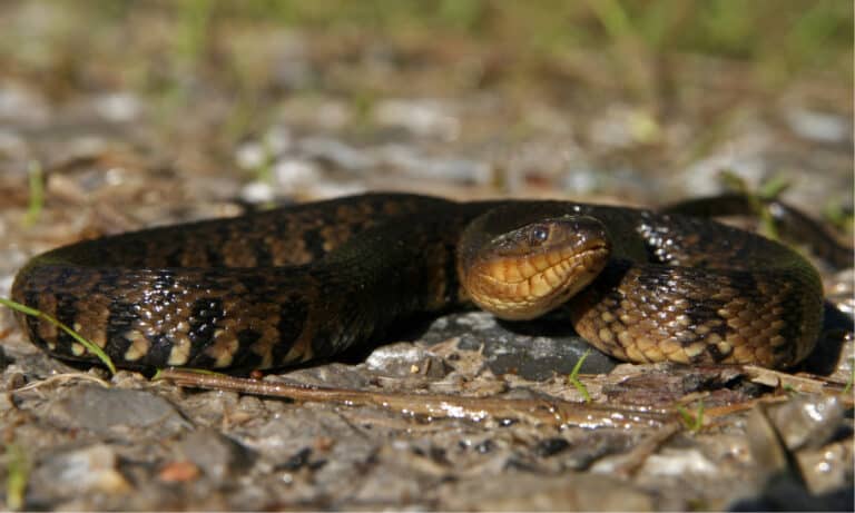 Discover 8 Types Of Water Snakes - A-Z Animals