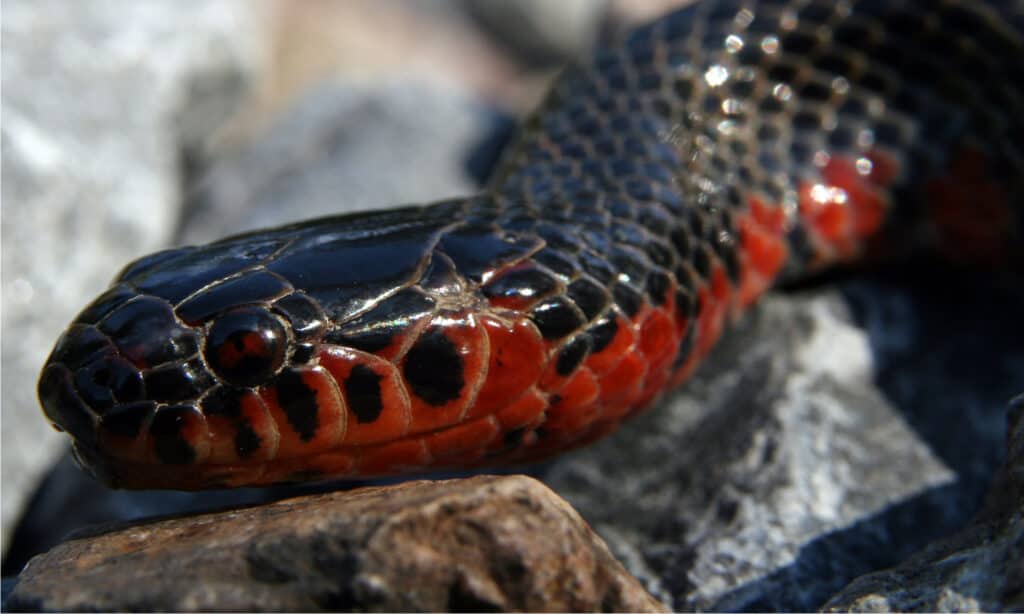 mud snake