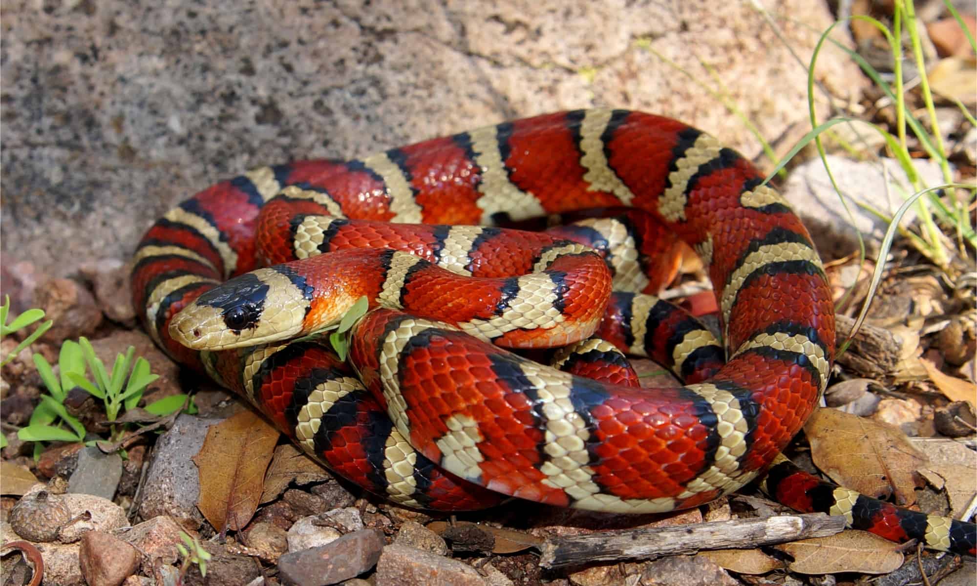 Змея 5. Гремучая змея Аризона. Аризонская Кобра. Arizona Mountain King Snake. Апосематизм примеры животных.