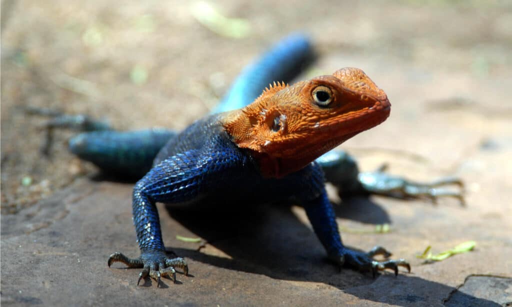 rainbow lizard or rainbow agama