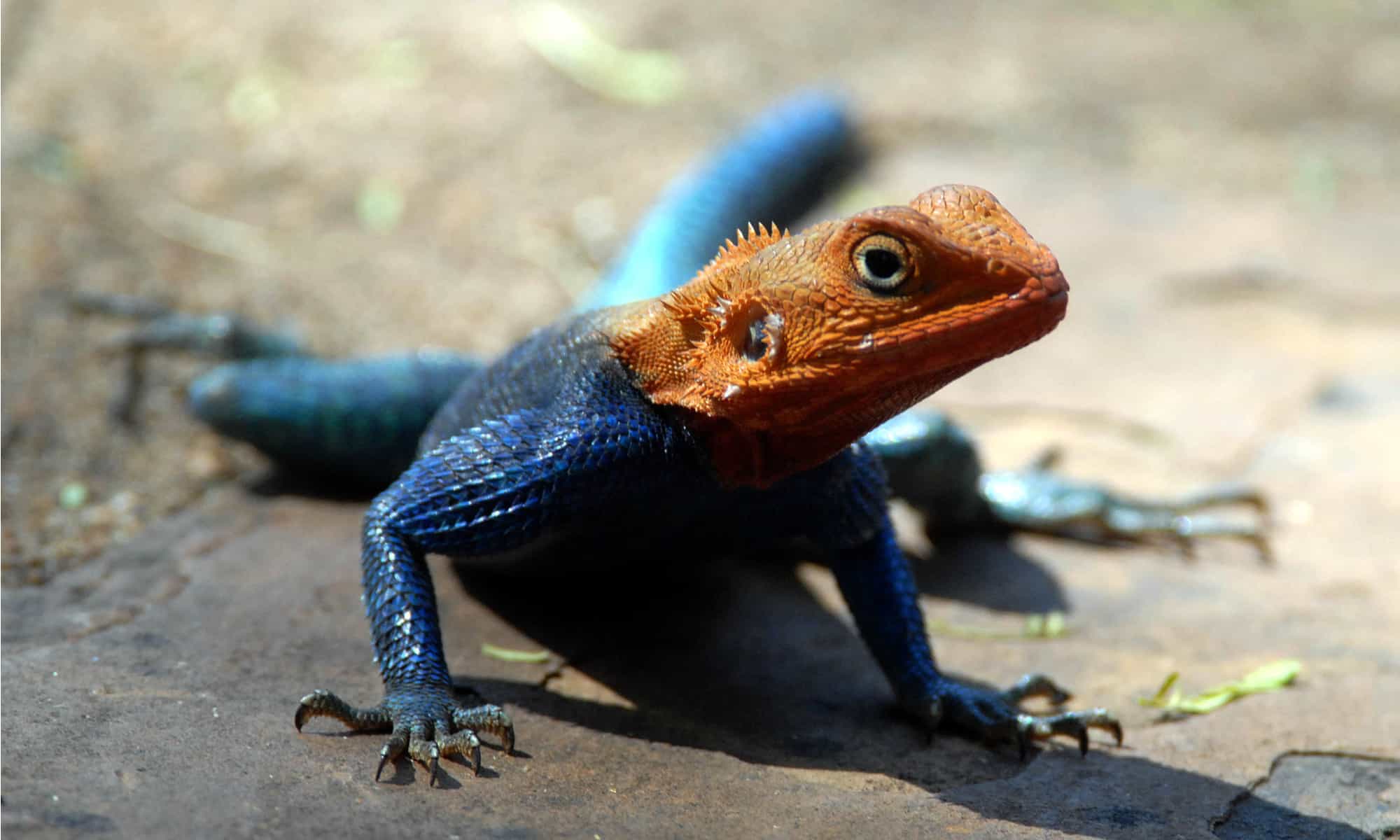 Rainbow Lizard What's the Most Colorful Lizard in the World? AZ Animals