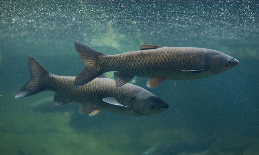 An image of two grass carp