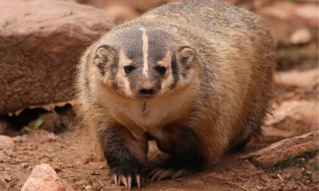 american badger staring into the camera