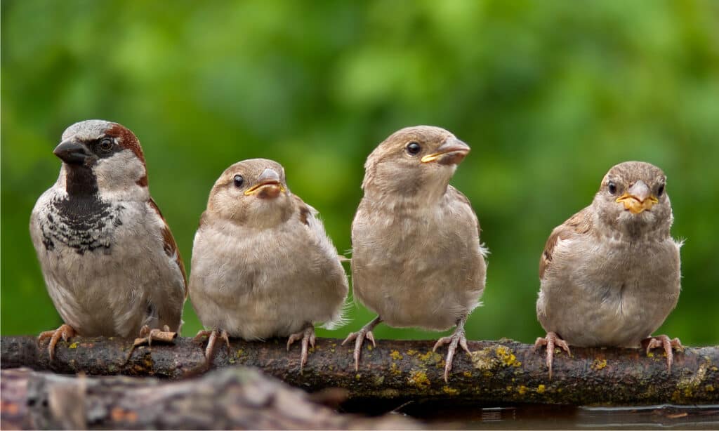 house sparrow