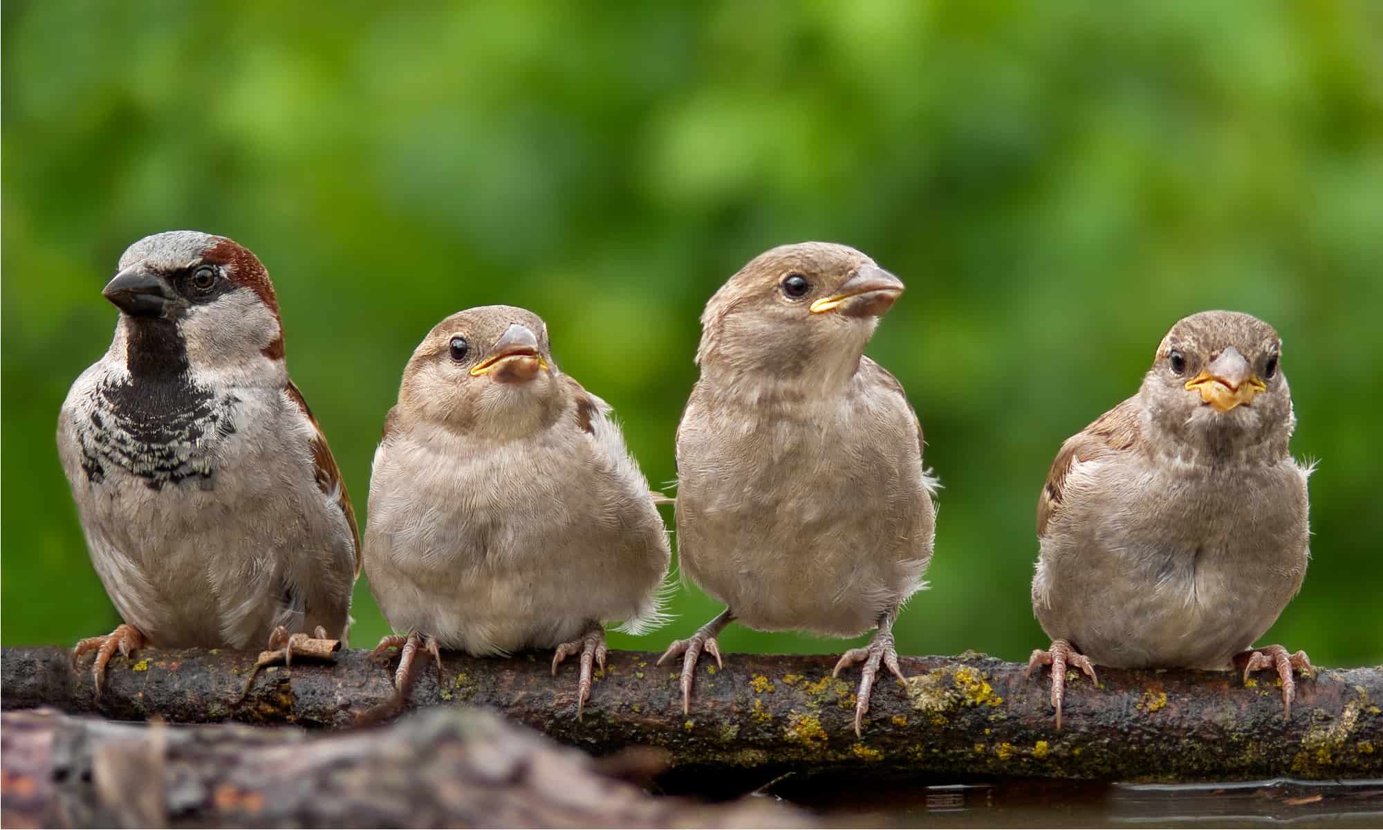 House Sparrow Bird Facts