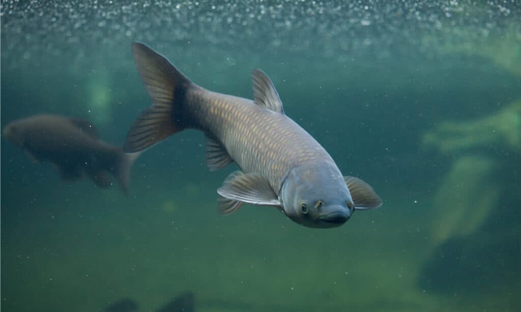 biggest grass carp ever caught