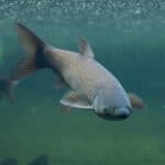 Grass carp