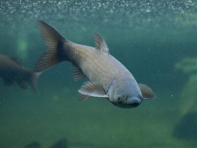 A Grass Carp