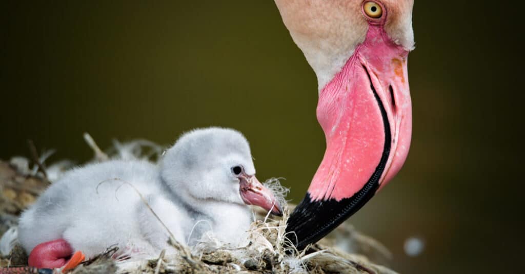 adorable baby flamingo