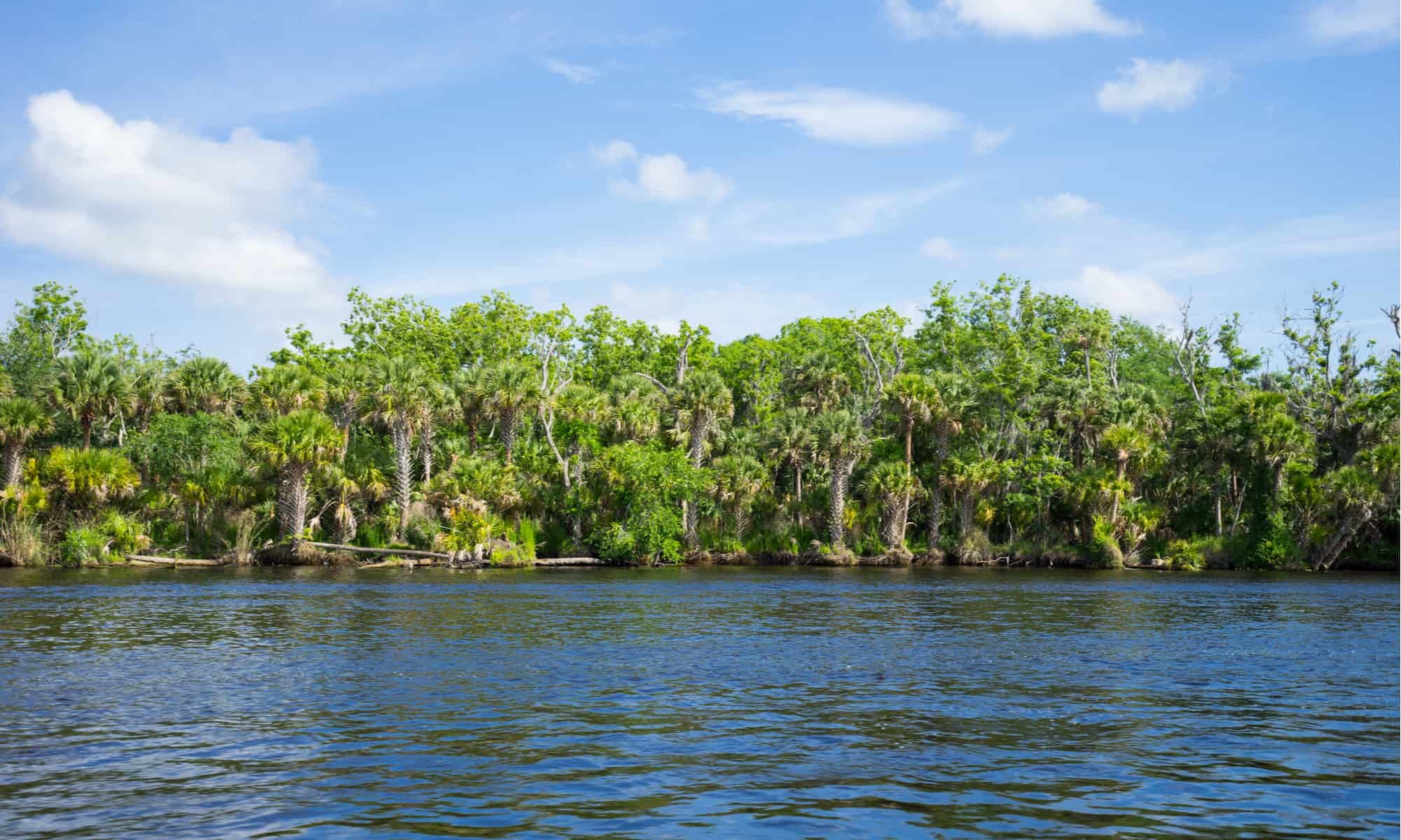 Discover the 15 Largest Rivers in Florida - A-Z Animals