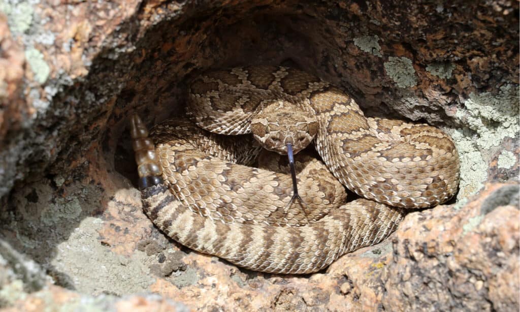 Rattlesnakes in Oregon