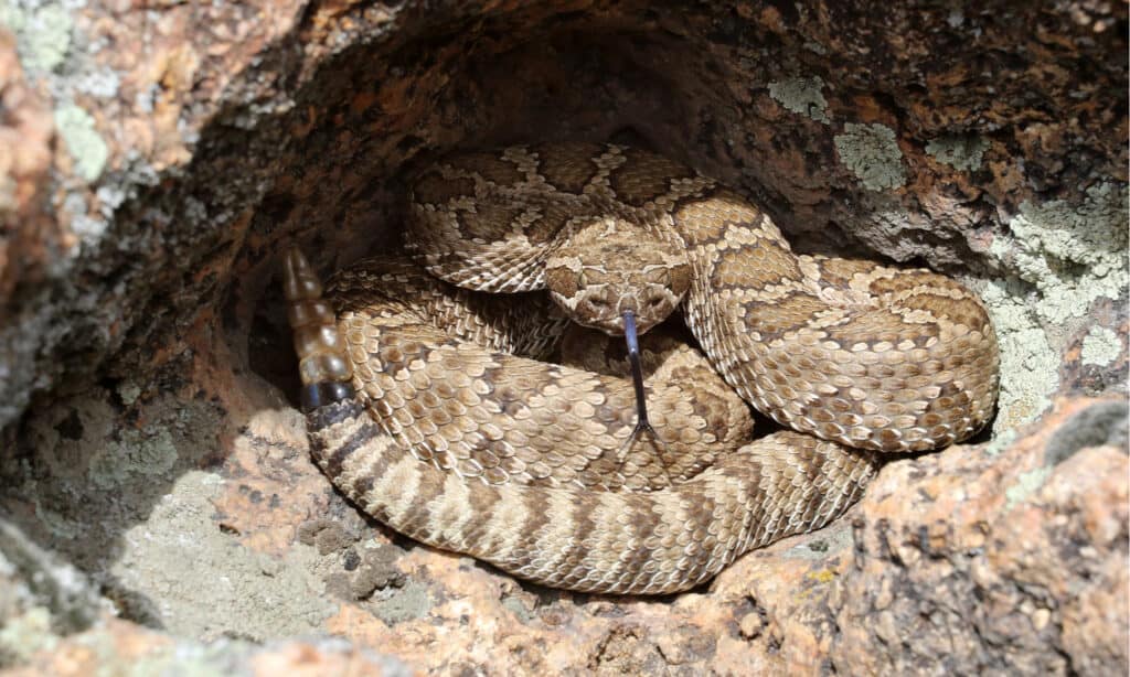 Rattlesnakes in California