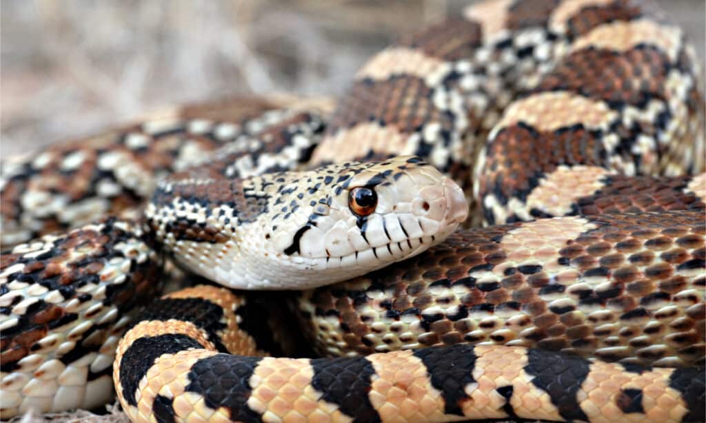 Common gopher snake