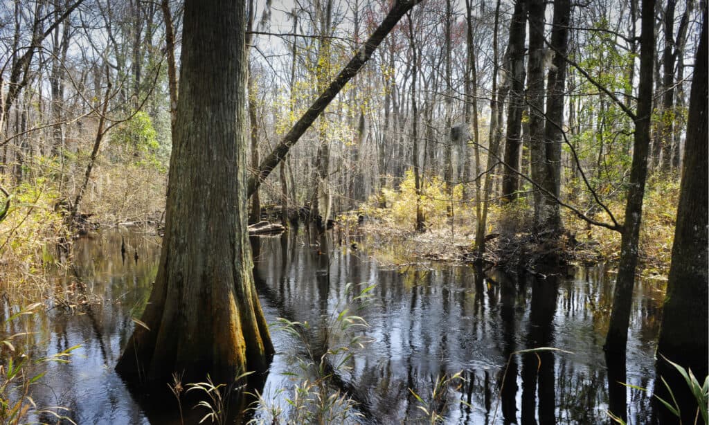 Largest Rivers in North Carolina - Pee Dee River 
