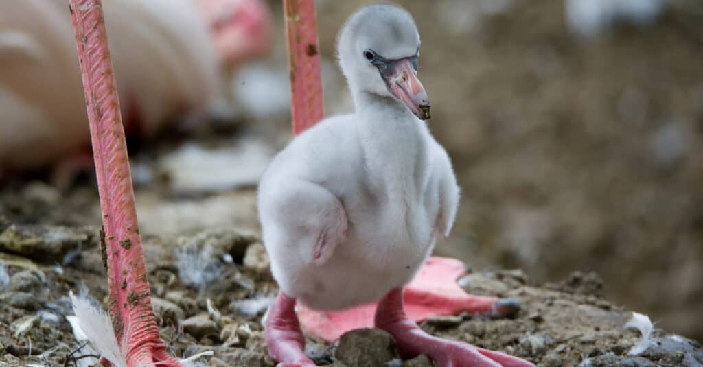 baby flamingo closeup