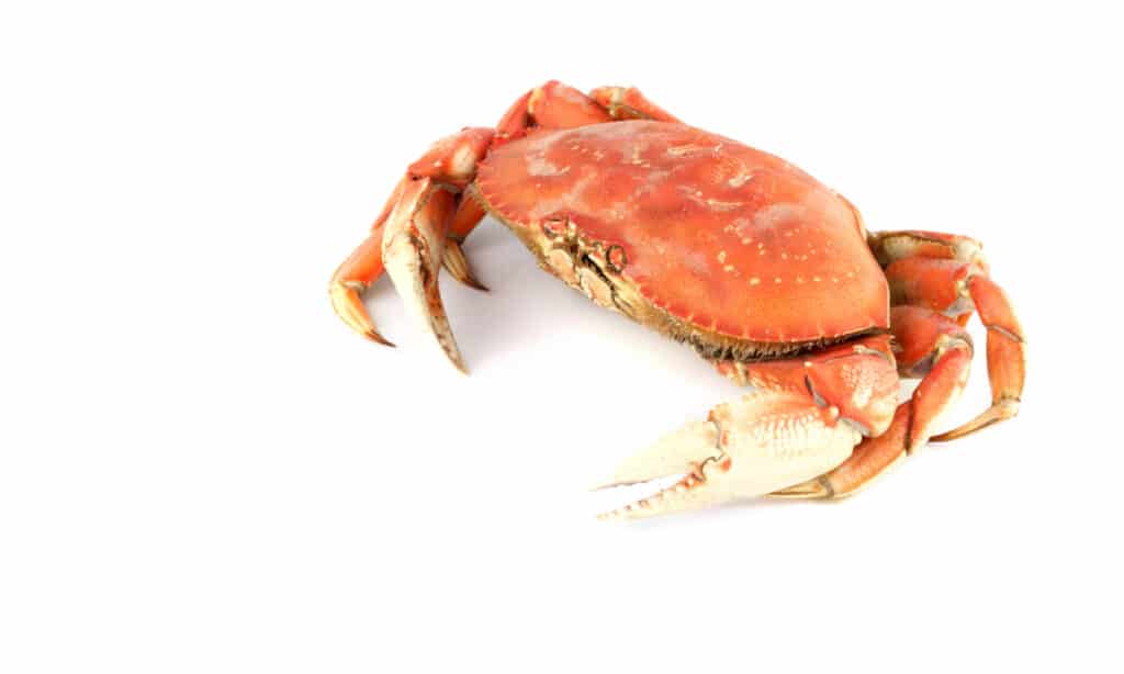 dungeness crab vs snow crab