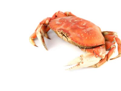 A Dungeness Crab