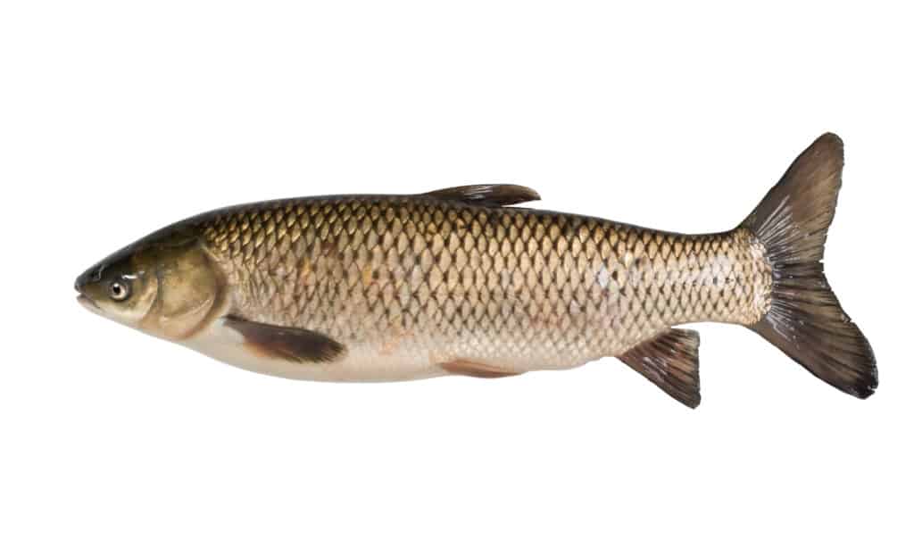 grass carp