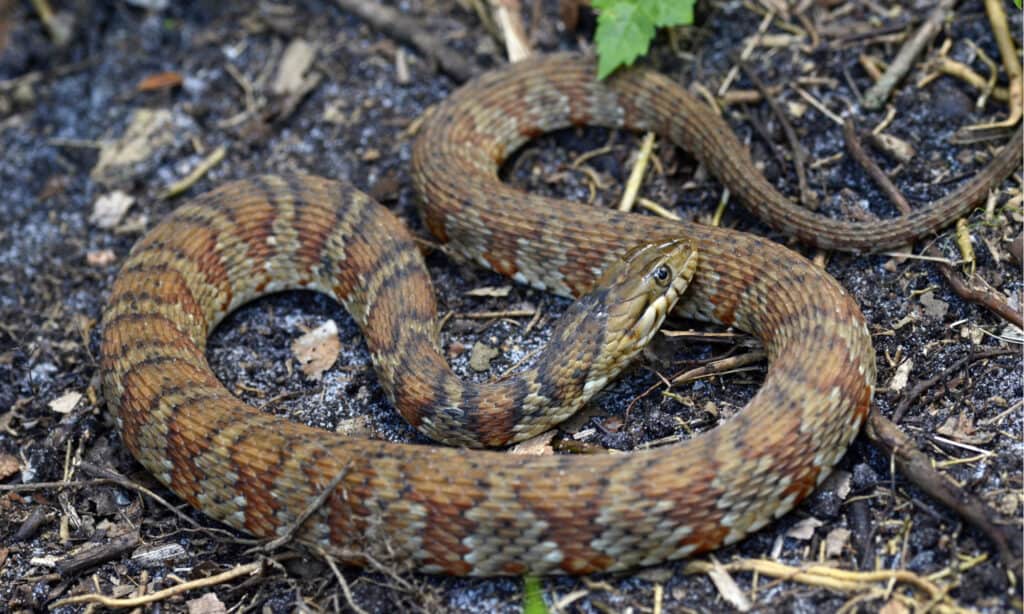 Water Snakes (Nerodia): Species, Habitat, Diet, & More