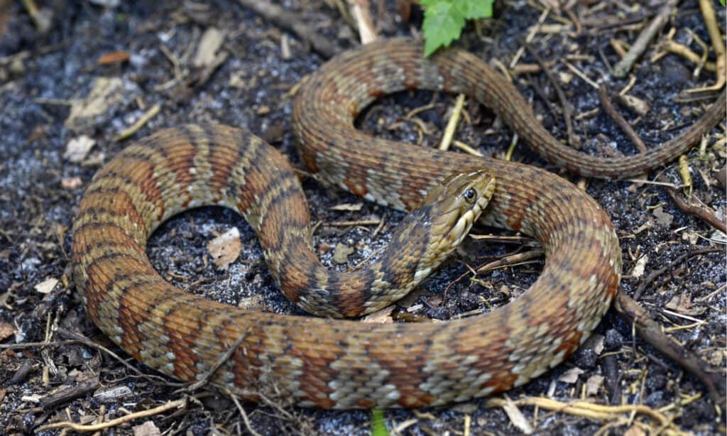 Banded Water Snake