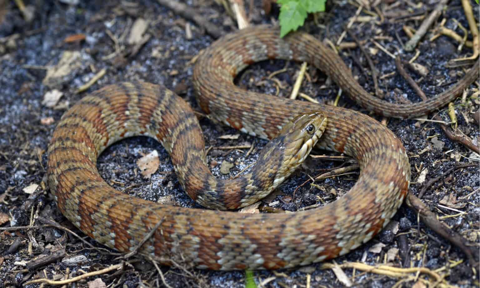 4 Water Snakes In North Carolina AZ Animals